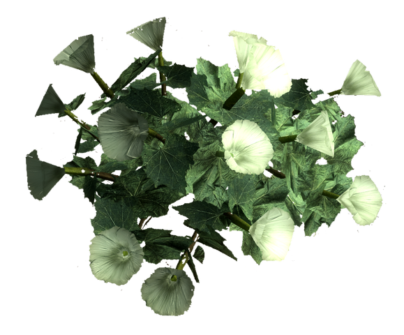 File:Sacred datura root.png