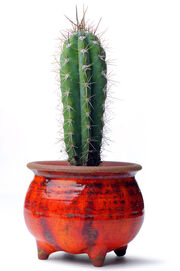 Potted-cactus-1