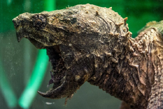 Bayou Lurker 1