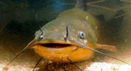 Mudcat 2