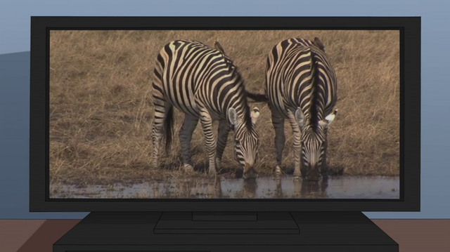 File:Animalcommentry.png
