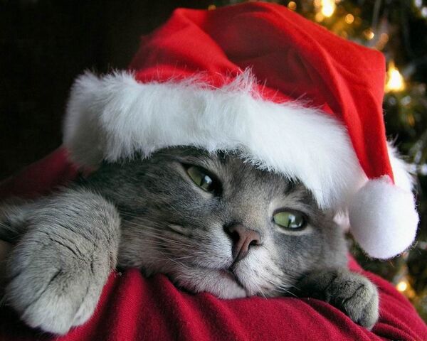 File:Christmas Cat.jpg