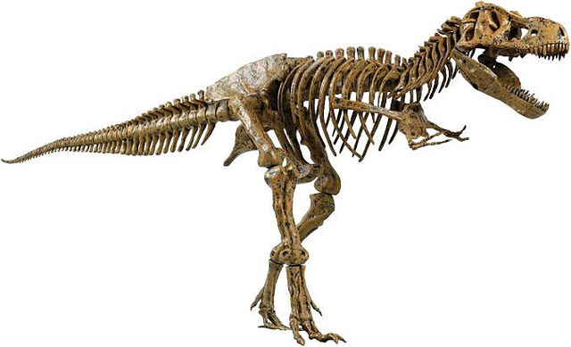 File:SkeleT-Rex.jpg