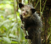 Aye-Aye