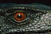 Panay monitor lizard