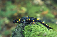 Salamandra salamandra.jpg