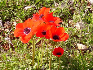 Anemonavermelha.jpg