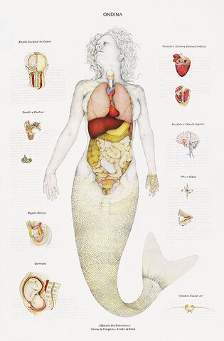 Ficheiro:Ondina 1.jpg