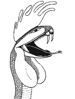 Crestedcobra2.gif