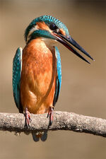 Alcedo.jpg