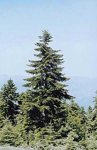 Ficheiro:Abiescephalonica.jpg