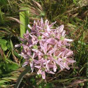 Allium nigrum t.jpg