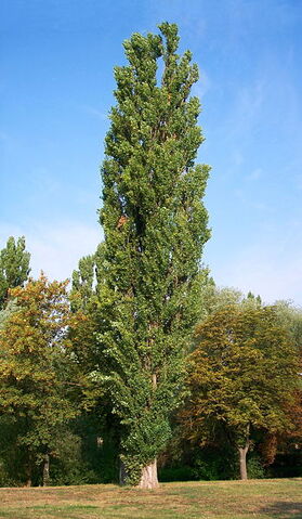 Ficheiro:Populus nigra.jpg