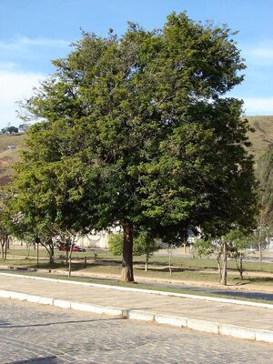 Caesalpinia echinata 2.jpg