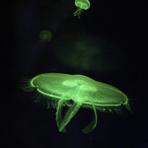 File:Jellyfish 7.jpg