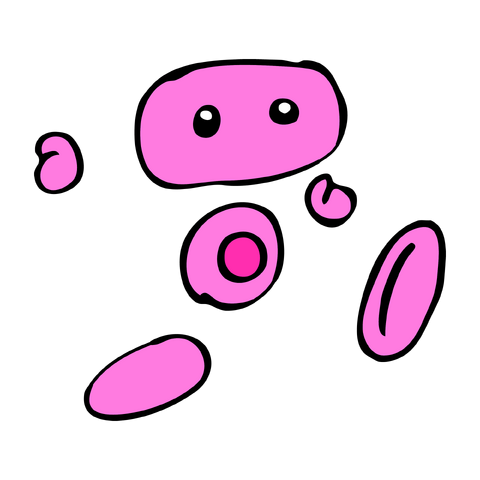File:SukaponNvF2D.png