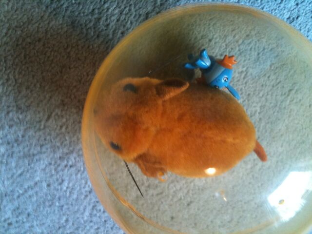 File:IMG 0039HAMMY.jpg