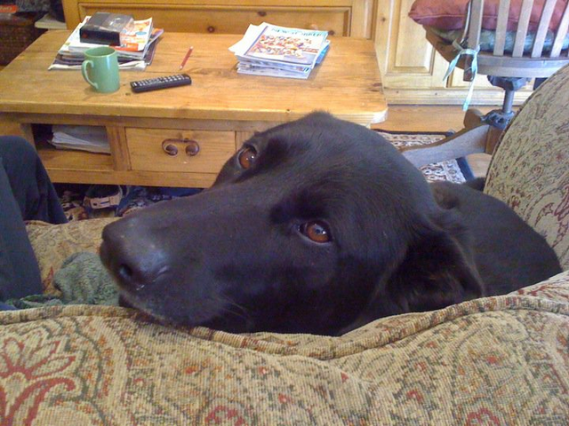File:BooBear.png