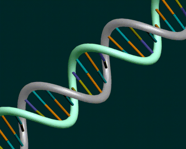 File:Dna rgb.gif