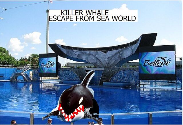 File:Killer whale poster.jpg