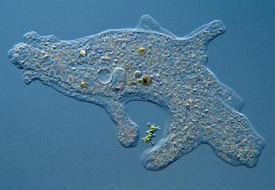 File:Amoebafeeding3.jpg
