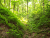 100px-Bear Forest