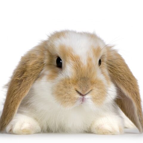 File:Bunny.jpg