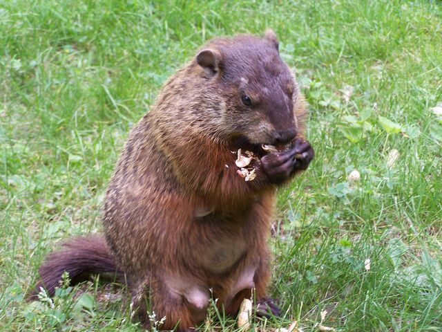 File:Groundhog.jpg