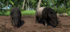Tapir