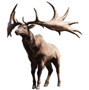 Deer.png
