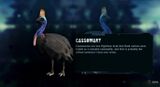 Cassowary pic