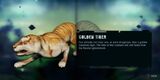 Golden tiger