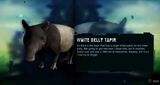 White belly Tapir