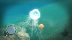Jellyfish