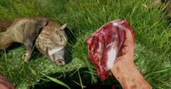 2156131-hunting boar far cry 3