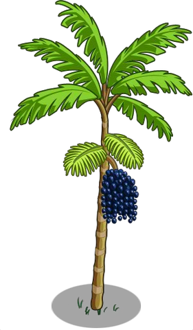 Soubor:Acai2.png