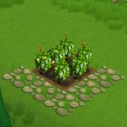 WhiteGrapeField