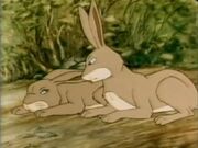 Hares