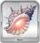 Seashell