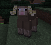 Bighorn Sheep