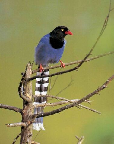File:Formosan Blue Magpie.jpg