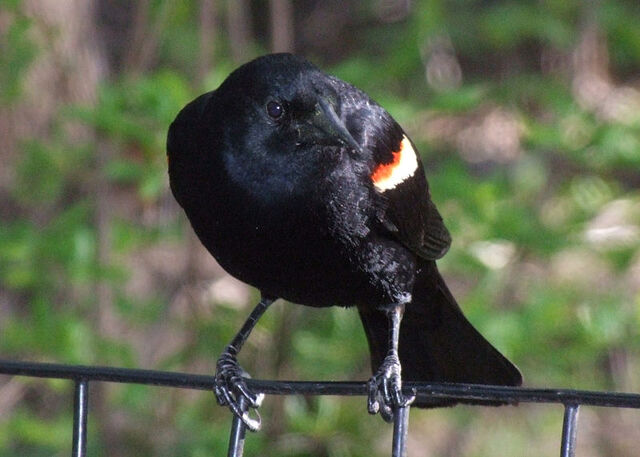 File:Redwing.jpg