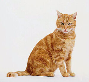 Appearance of Lionblaze