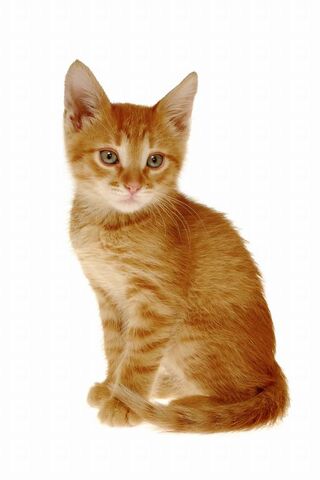 File:Cherrykit.jpg