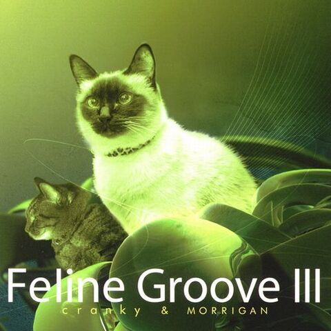 File:FelineGroove3.jpg