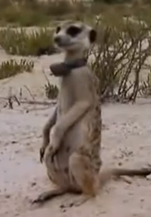 Roxana T1E9.png