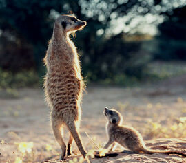 060713-meerkats big.jpg