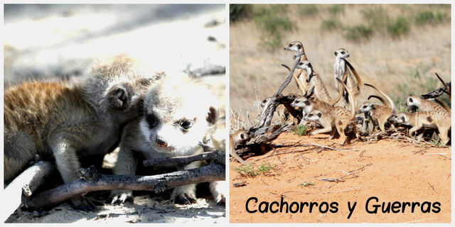 Archivo:Cachorros y guerras.jpg