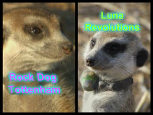 Lunaandrockdog