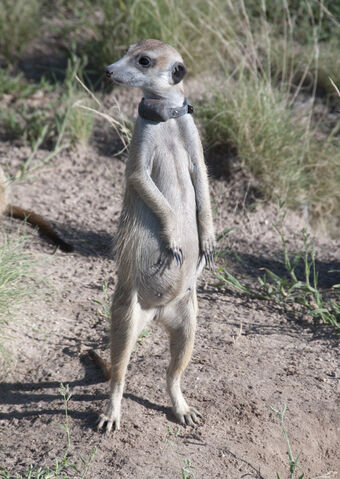 Archivo:Fox.jpg